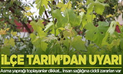 Manisa'da asma yaprağı toplayanlar aman dikkat!