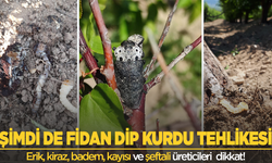 Fidan Dip Kurdu Tehlikesi! Salihli Tarım Müdürlüğü’nden Erik, Kiraz, Badem, Kayısı ve Şeftali Üreticilerine Kritik Uyarı