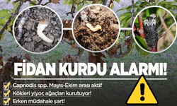Fidan Dip Kurdu Tehlikesi! Salihli Tarım Müdürlüğü’nden Erik, Kiraz, Badem, Kayısı ve Şeftali Üreticilerine Kritik Uyarı