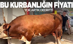 Bu kurbanlık tam otomobil fiyatına