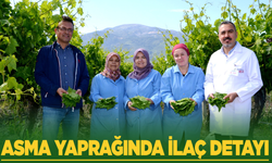 Asma yaprağında ilaç detayı!