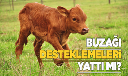 Buzağı destek ödemeleri hesaplara yattı mı?