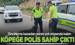 Zincirleme kazadan sonra yol ortasında kalan köpeğe polis sahip çıktı