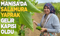 Manisa'da salamura yaprak gelir kapısı oldu
