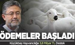 Küçükbaş Hayvancılığa 3,8 Milyar TL Destek Ödemesi