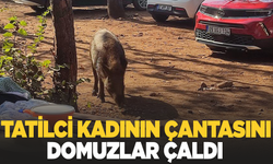 Tatilci kadının çantasını yaban domuzları kaçırdı