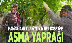 Manisa’dan Türkiye’nin her köşesine asma yaprağı