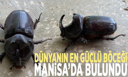 Dünyanın en güçlü böceği Manisa’da bulundu