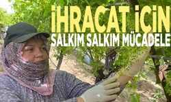 İhracat için salkım salkım mücadele