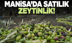 Manisa 14 Dönüm Zeytinlik Mahkemeden Satışa Çıkarıldı
