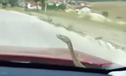Seyir halindeki otomobilin kaputundan yılan çıktı!