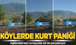 Manisalı Köylüleri Kurt paniği sardı