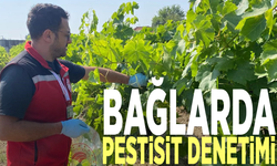 Bağlarda pestisit denetimi