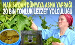 Manisa’dan Dünyaya asma yaprağı: 20 bin tonluk lezzet yolculuğu
