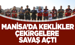 Manisa'da çekirge istilasını keklikler önleyecek: Savaş başladı!