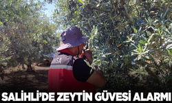 Salihli’de ‘zeytin güvesi’ alarmı