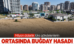 Milyon dolarlık lüks gökdelenlerin ortasında buğday hasadı