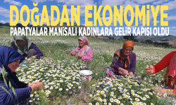 Doğadan ekonomiye: Papatyalar Manisalı kadınlara gelir kapısı oldu