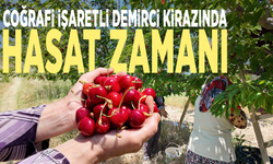 Coğrafi işaretli Demirci kirazında hasat zamanı