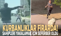 Kurbanlıklar firarda! Sahipleri yakalamak için seferber oldu