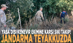 Yasa dışı kenevir ekimine karşı sıkı takip! Jandarma teyakkuzda