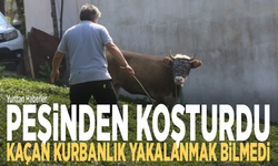 Peşinden koşturdu: Kaçan kurbanlık yakalanmak bilmedi