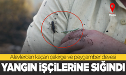Alevlerden kaçan çekirge ve peygamber devesi, yangın işçilerine sığındı
