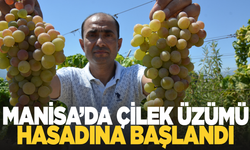 Manisa'da 'çilek uzümü' hasadı başladı