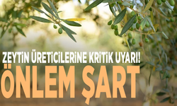Manisa’da zeytin üreticilerine kritik uyarı! Önlem şart
