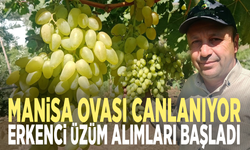 Manisa ovası canlanıyor: Erkenci üzüm alımları başladı