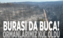 Burası da Buca! Ormanlarımız kül oldu