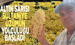 Altın sarısı Sultaniye üzümün yolculuğu başladı