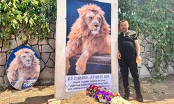 Öldürülen aslanın sahibi evinin önüne temsili mezar yaptırdı