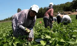 Balıkesirli üreticinin yüzünü Büyükşehir güldürdü