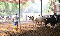 Büyükşehir’den Sarıgöl’de Akabane Hastalığına Karşı İlaçlama