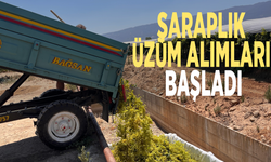 Manisa'da şaraplık üzüm alımları başladı