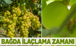 Salkım Güvesine Karşı İlaçlama Uyarısı