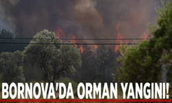 Bornova'da orman yangını!