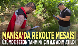 Manisa'da rekolte mesaisi: Üzümde sezon tahmini için ilk adım atıldı