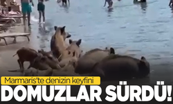Marmaris'te denizin sefasını domuzlar sürdü