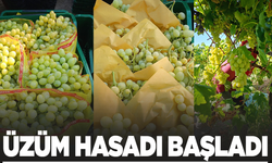 Sarıgöl’de erkenci üzümler hasat ediliyor