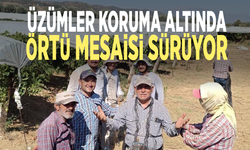 Üzümler koruma altında: Örtü mesaisi sürüyor
