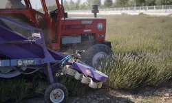 Konya Karatay Lavanta Bahçesi’nde hasat zamanı