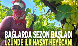Bağlarda sezon başladı: Üzümde ilk hasat heyecanı