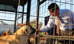 Muğla Büyükşehir'den 3 bin 779 can dosta yeni yuva