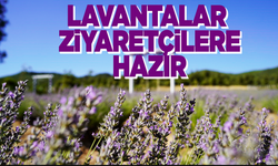 Manisa'daki lavanta bahçesi ziyaretçilere açıldı