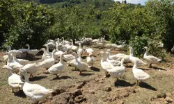 Ordu’da alım garantili kaz yetiştiriciliği üreticiye güven veriyor