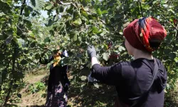 Ordu'da 'Fındık Dalda' projesine rekor başvuru
