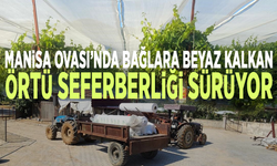 Manisa Ovası’nda bağlara beyaz kalkan: Örtü seferberliği sürüyor