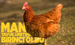 Manisa, Tavuk Varlığında Türkiye Birincisi Oldu